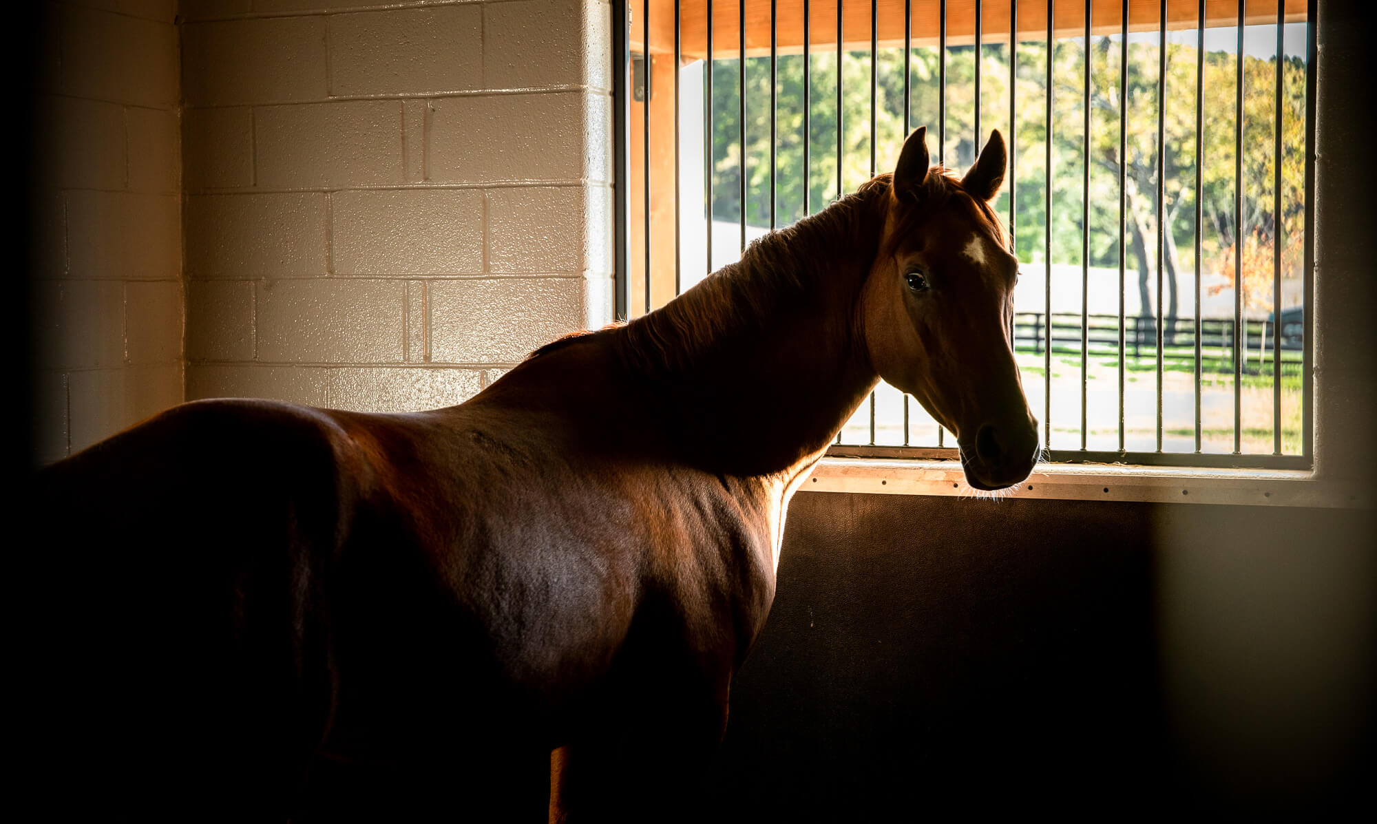 As an equine practice, Foxhall is equipped to deal with care of your horse to assist reaching its full athletic potential.