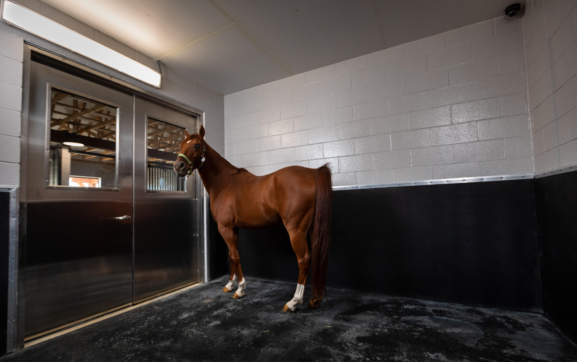 Equine cold saltwater spa therapy is used to treat multiple conditions. Visit the Foxhall facilities & see for yourself.