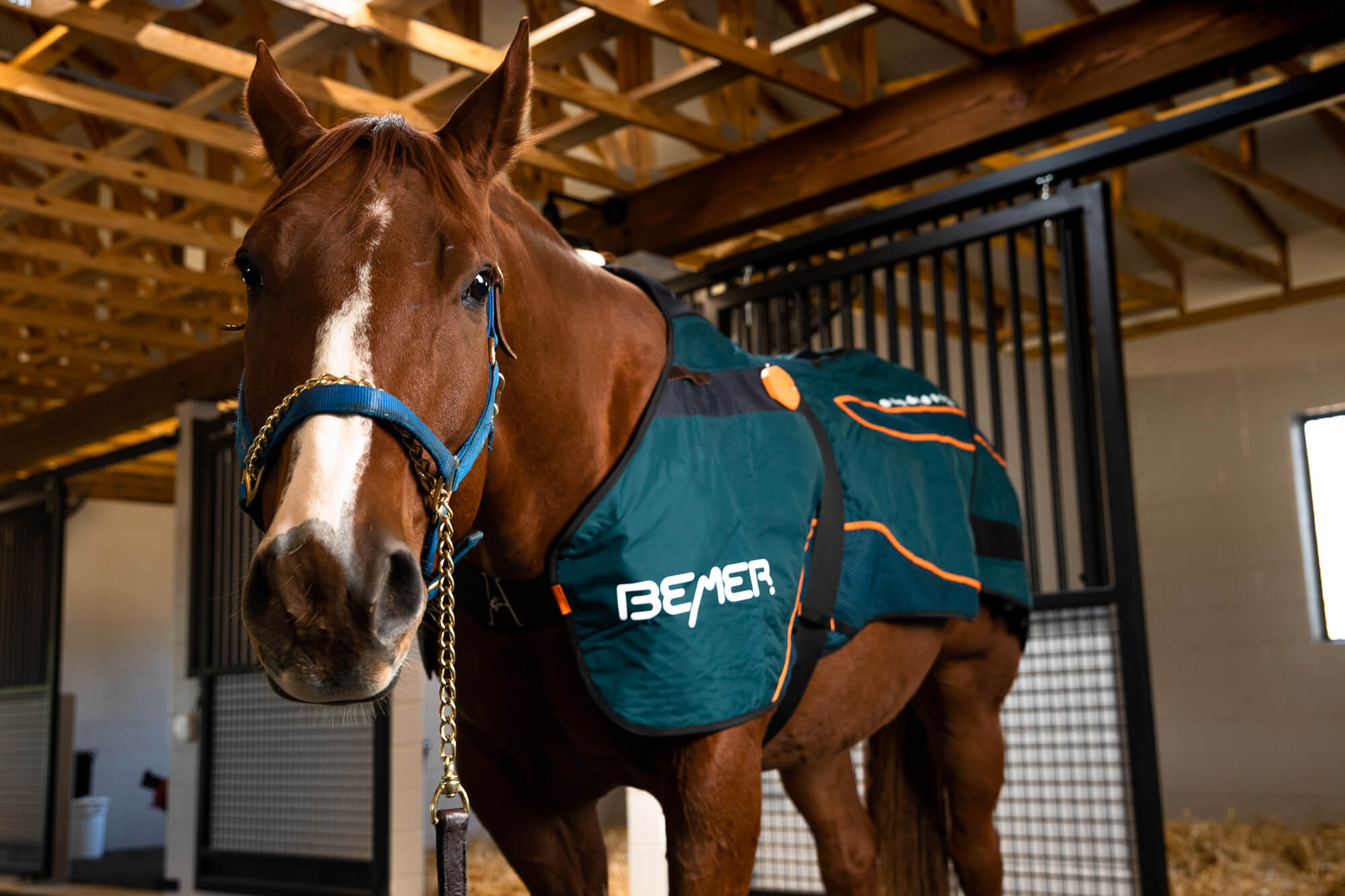Bemer enhances suppleness, a prerequisite for motivation & willingness to learn, so your horse can exercise effectively.