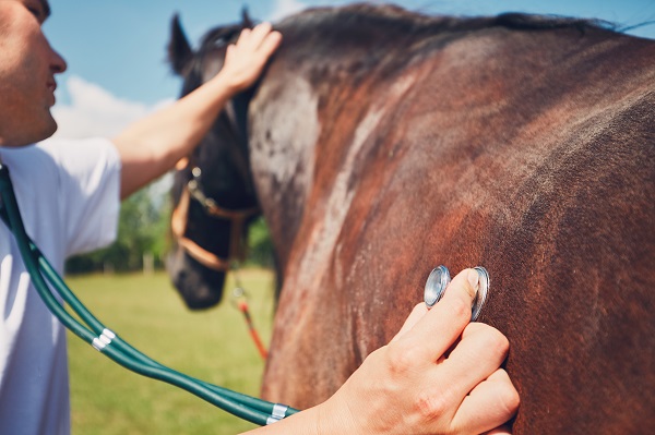 Foxhalls equine solarium employs a series of red lamps emitting infrared rays which are capable of deep penetration.